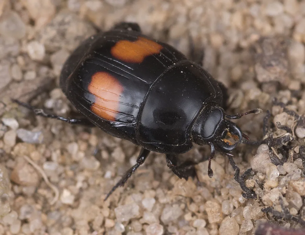 Margarinotus bipustulatus - photo 2
