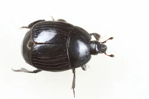 Margarinotus brunneus - photo 3