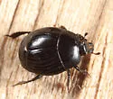Margarinotus cognatus - photo 3