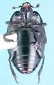 Margarinotus confusus - photo 2
