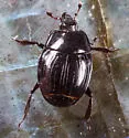 Margarinotus confusus - photo 3
