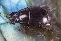 Margarinotus confusus - photo 4