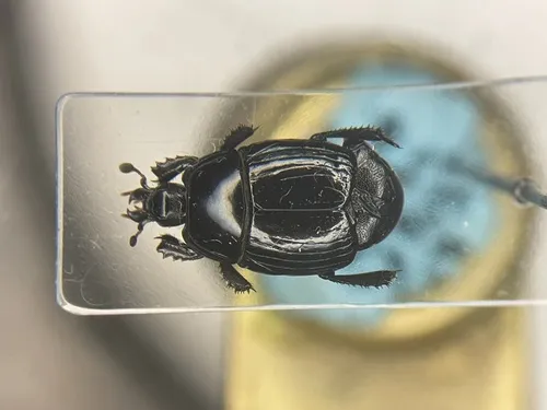 Margarinotus egregius - Margarinotus egregius