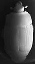Margarinotus ephemeralis