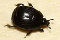 Margarinotus faedatus