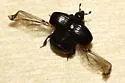 Margarinotus faedatus - photo 2