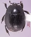 Margarinotus faedatus - photo 3