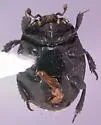 Margarinotus faedatus - photo 4