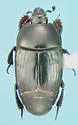 Margarinotus felipae