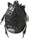 Margarinotus guttifer - photo 2