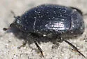 Margarinotus harrisii - photo 4