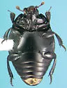 Margarinotus hudsonicus - photo 2