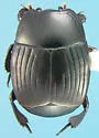 Margarinotus immunis - Margarinotus immunis