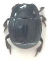 Margarinotus immunis - photo 2