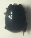 Margarinotus immunis - photo 4