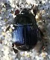 Margarinotus immunis - photo 5
