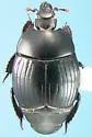 Margarinotus lecontei