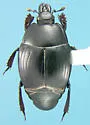 Margarinotus marginicollis - Margarinotus marginicollis
