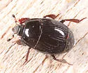 Margarinotus marginicollis - photo 3
