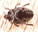 Margarinotus marginicollis - photo 4
