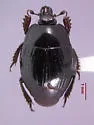 Margarinotus marginicollis - photo 5