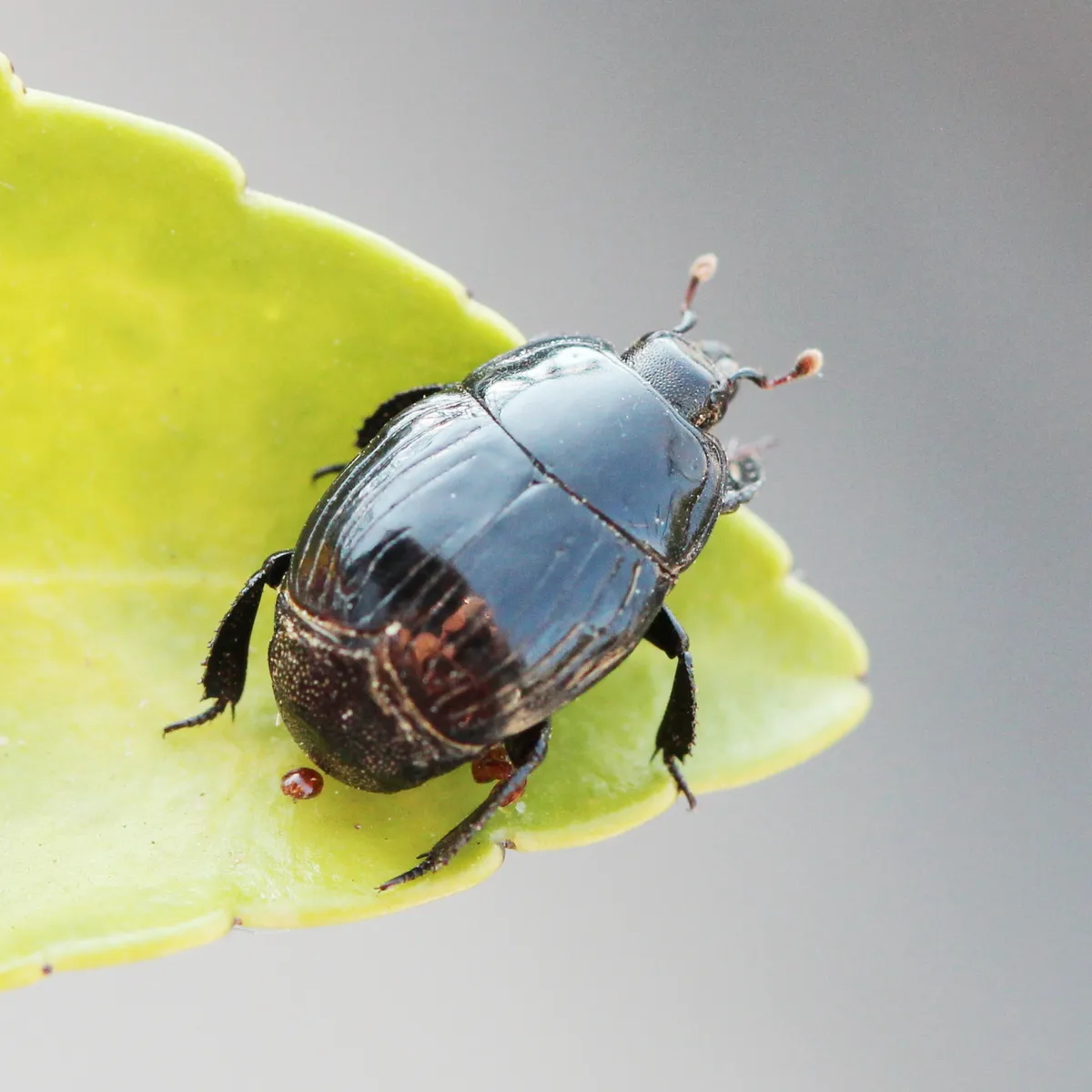 Margarinotus merdarius - photo 3