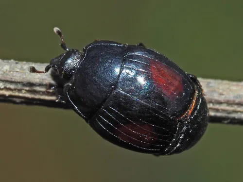 Margarinotus purpurascens - photo 2