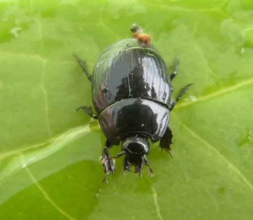 Margarinotus striola - photo 2