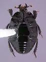 Margarinotus stygicus - photo 2