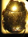 Margarinotus umbrosus - photo 2