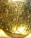 Margarinotus umbrosus - photo 3
