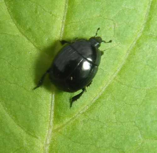 Margarinotus ventralis - Margarinotus ventralis