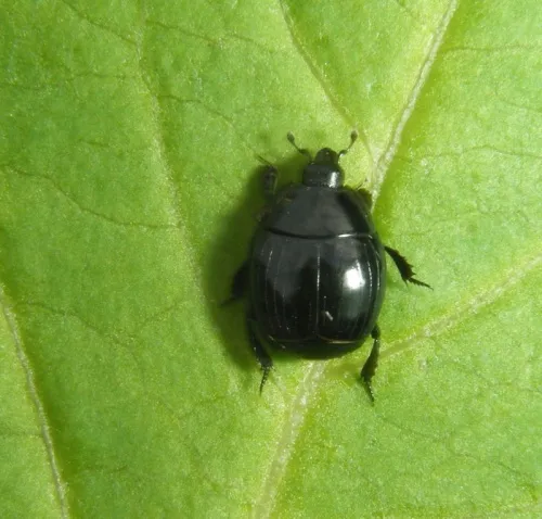 Margarinotus ventralis - photo 2
