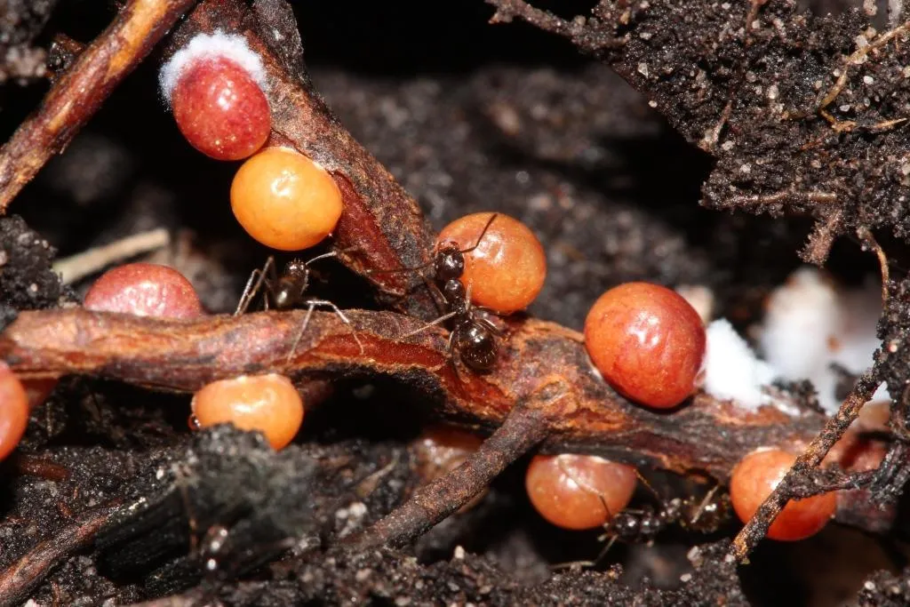 Ground Pearls - photo 3