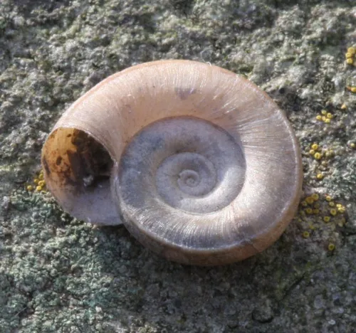 Margined Ramshorn