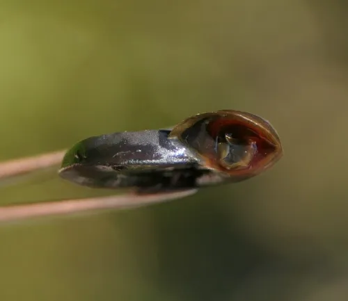 Margined Ramshorn - photo 2