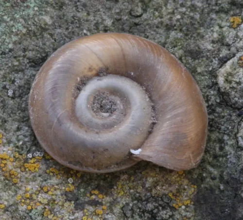 Margined Ramshorn - photo 3