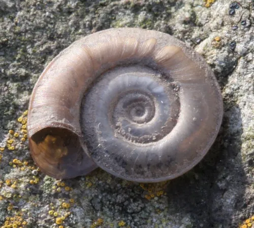 Margined Ramshorn - photo 4