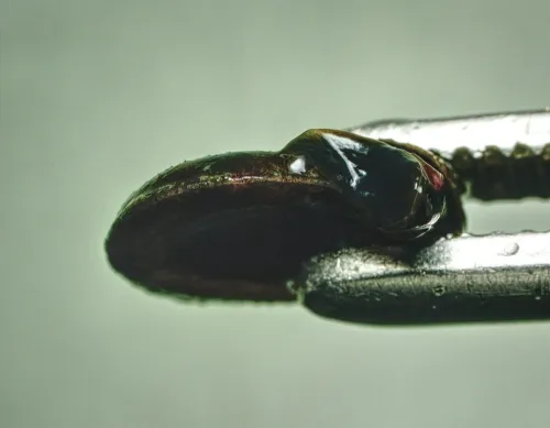 Margined Ramshorn - photo 5