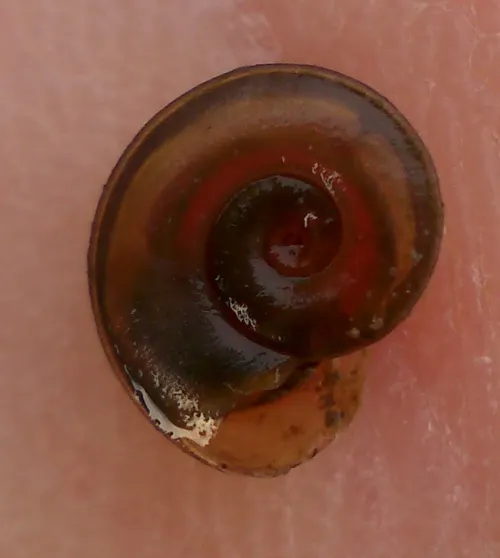 Margined Ramshorn - photo 6