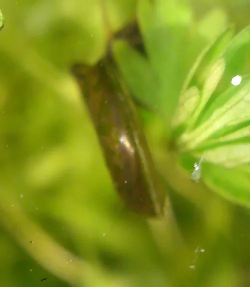 Margined Ramshorn - photo 7