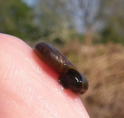 Margined Ramshorn - photo 8