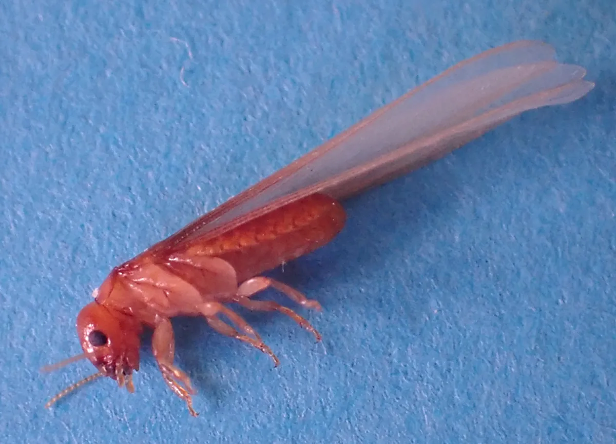 Light Western Drywood Termite - photo 2