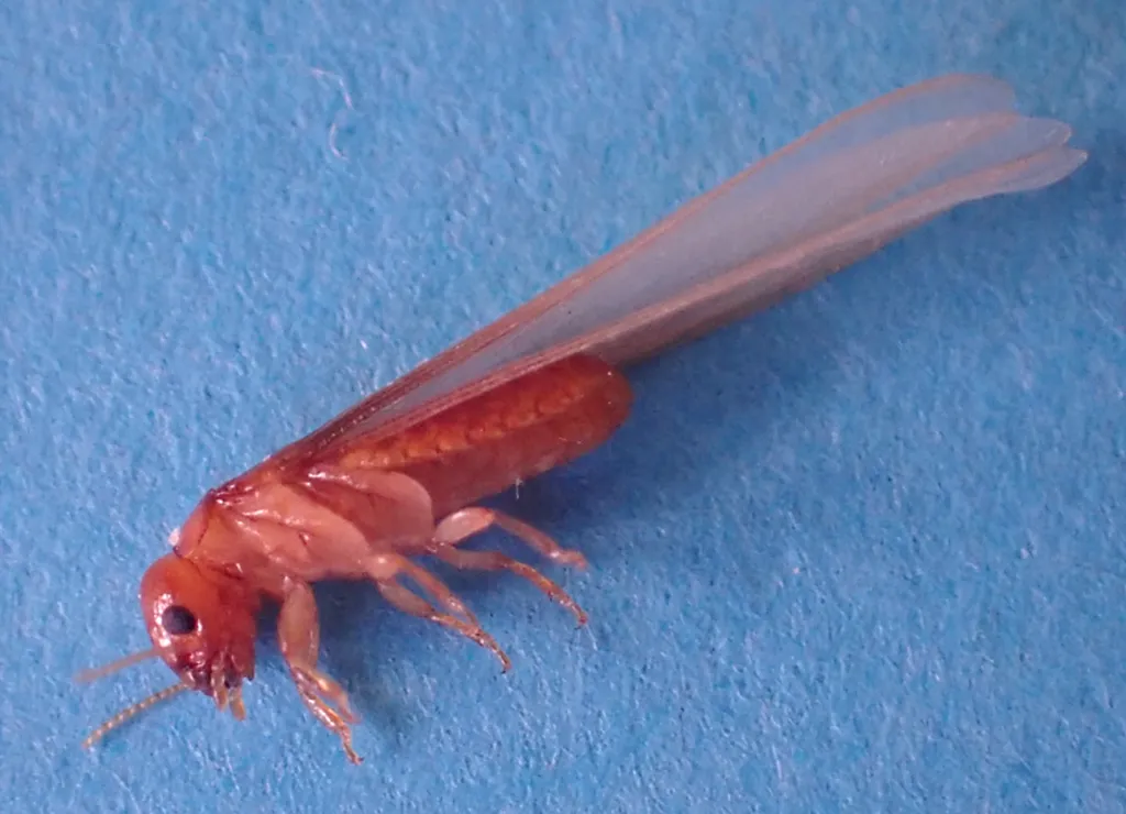 Light Western Drywood Termite - photo 3