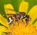 Maricopodynerus optimus - photo 2