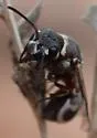 Maricopodynerus optimus - photo 3