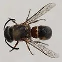 Maricopodynerus optimus - photo 4
