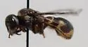 Maricopodynerus optimus - photo 5