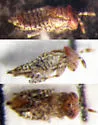 Marietta timberlakei - Marietta timberlakei