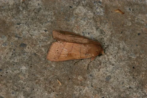 Marilopteryx carancahua - Hodges#10633.1